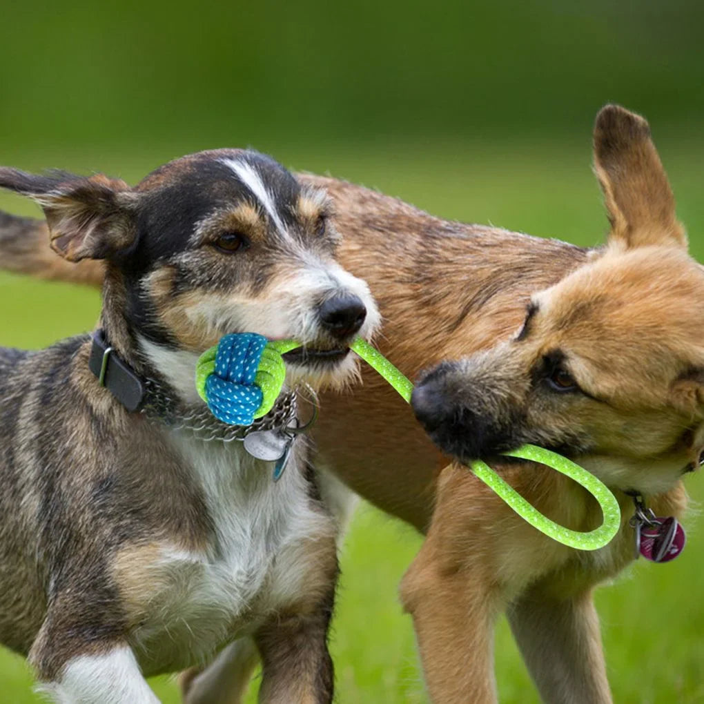 10 Must-Have Pet Accessories Every New Dog Owner Needs