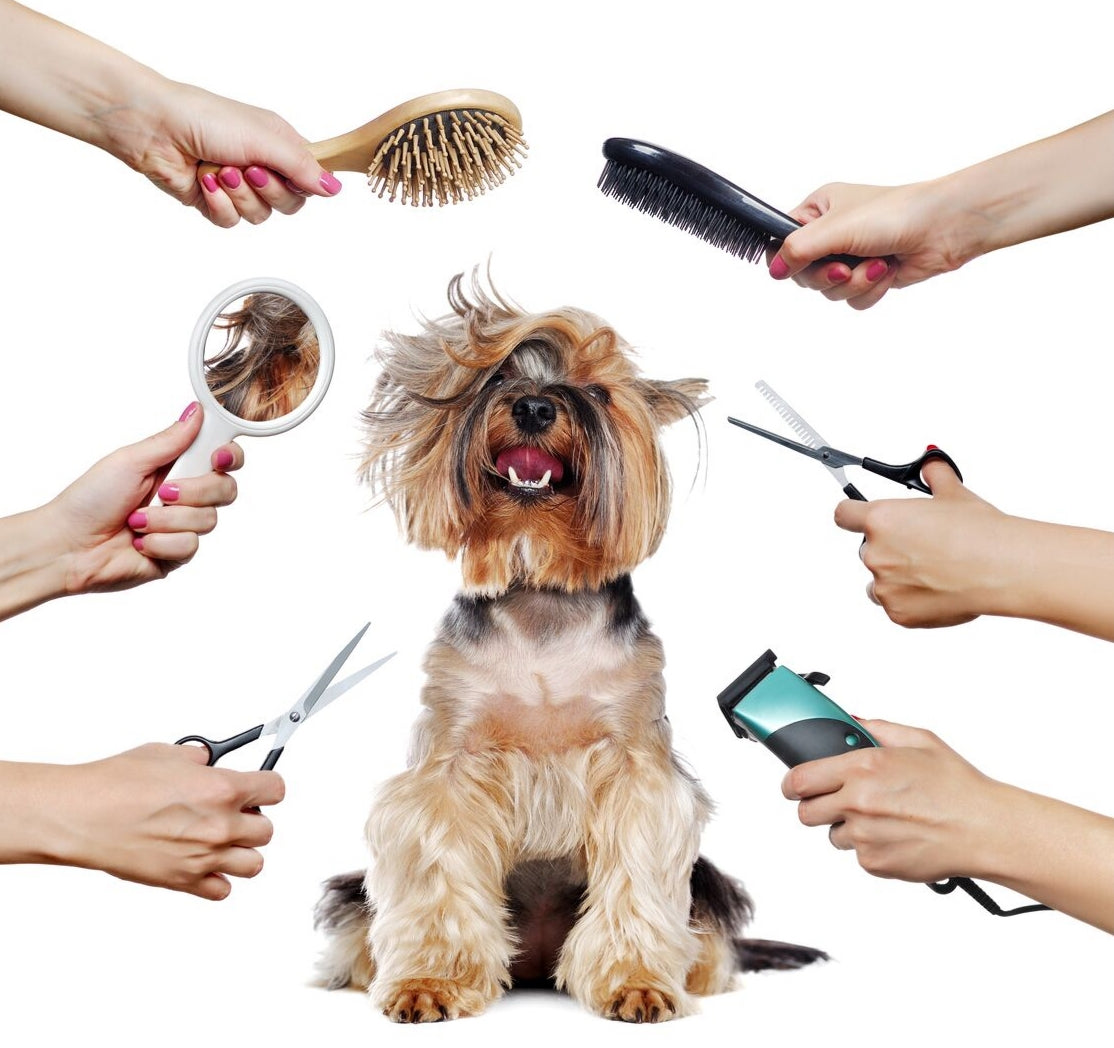 Pet Groomings